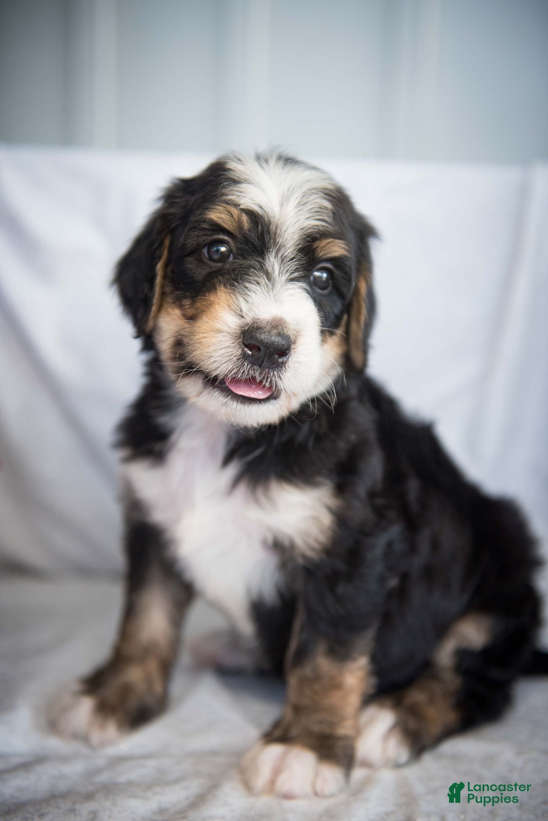 Bernedoodle dogs for sale: Jordan - Image 19