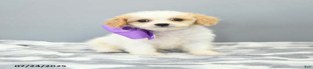Sugar