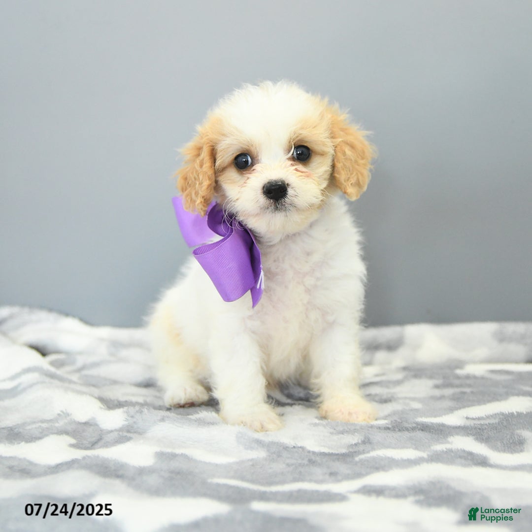 Cavapoo dogs for sale: Sugar - Image 4