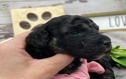 Miniature Poodle dogs for sale: Tessa - Image 2