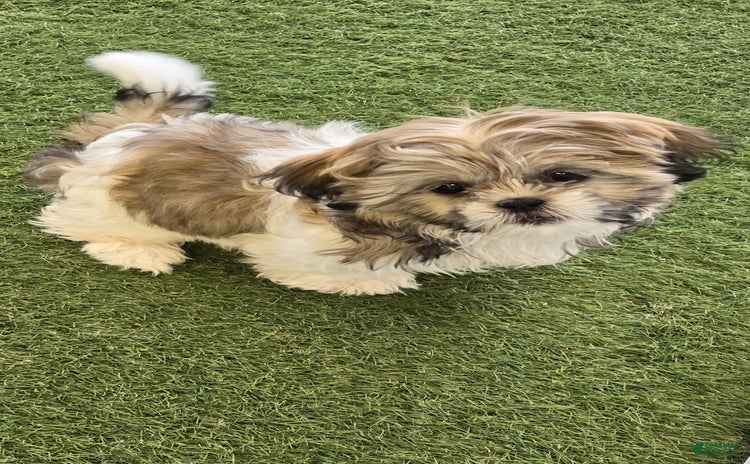 Shih Tzu dogs for sale - Ad 4