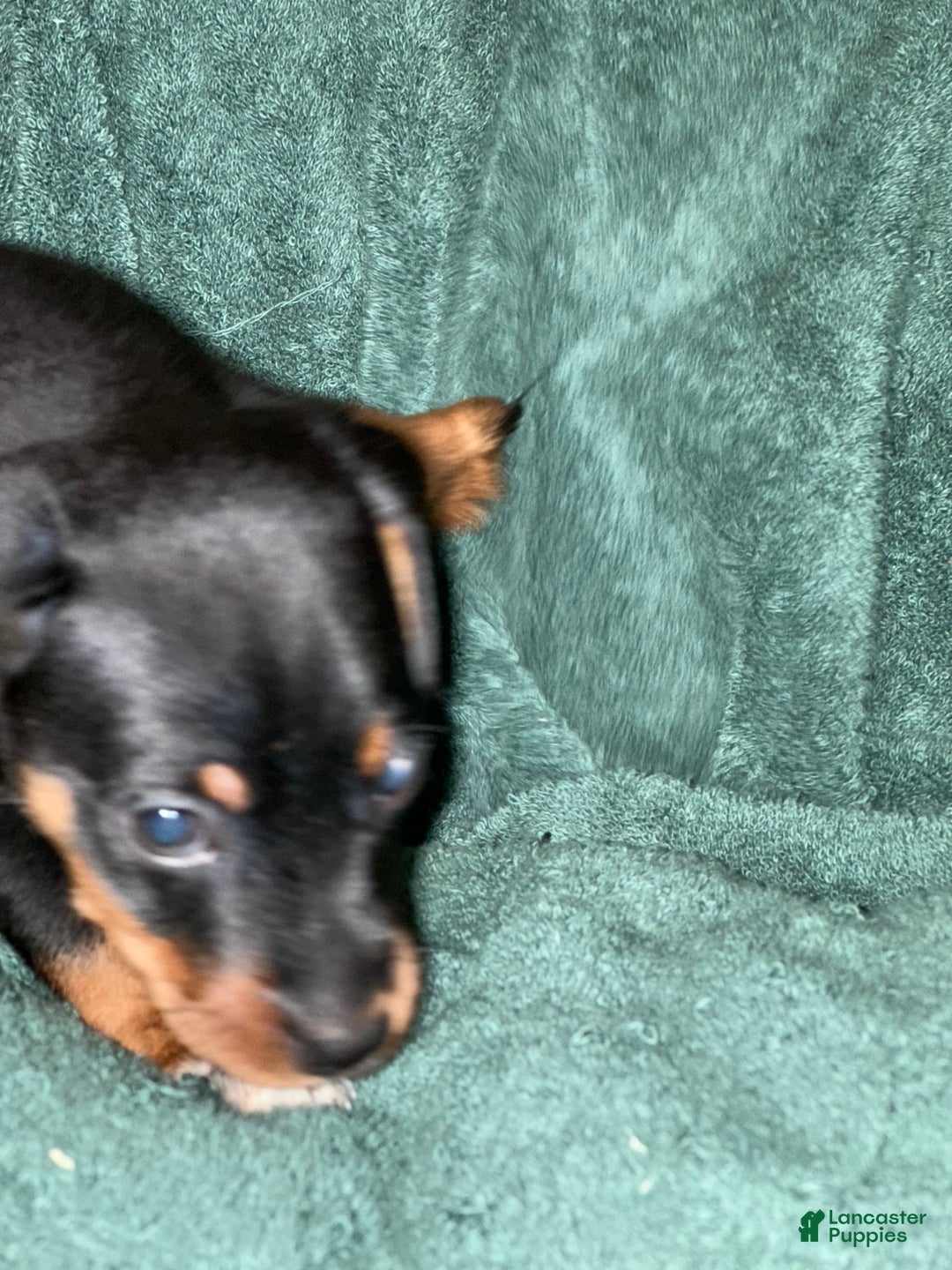 Miniature Pinscher dogs for sale: Miniature Pinscher 4 puppies - Image 3