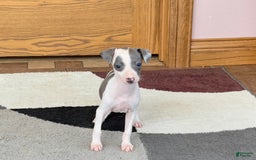 Italian Greyhound dogs for sale: Tina - Image 16