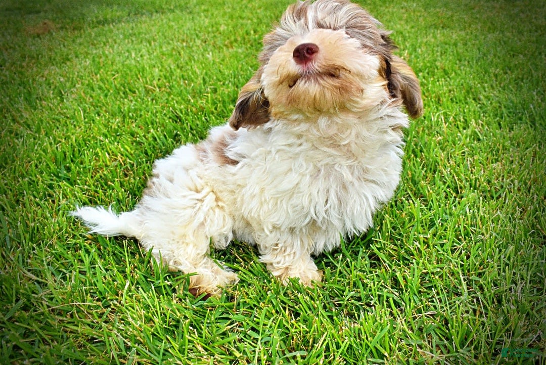Havapoo dogs for sale: Daisy - Image 9