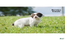 Brittany Spaniel dogs for sale: Berniece - Image 2