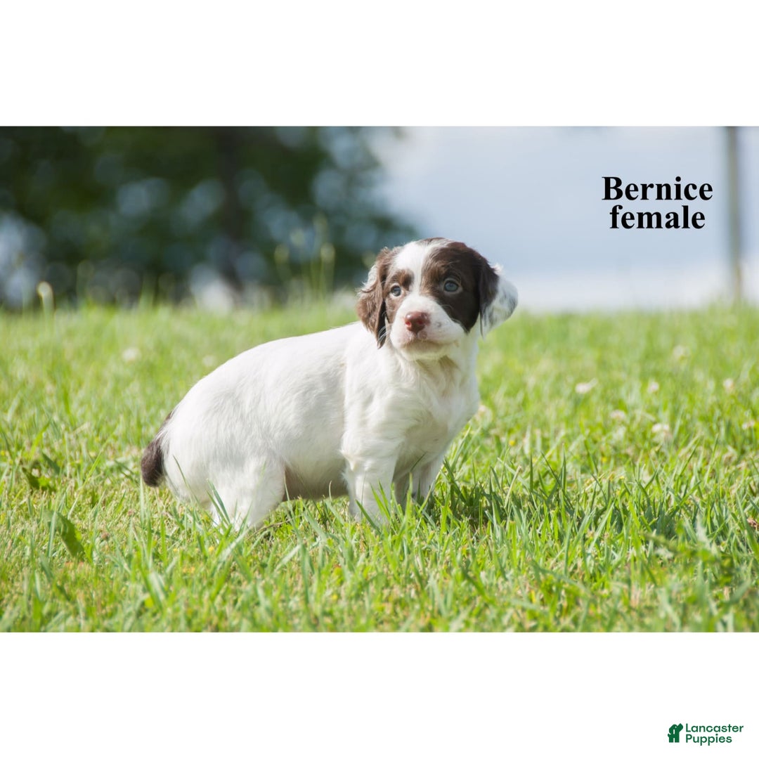 Brittany Spaniel dogs for sale: Berniece - Image 2