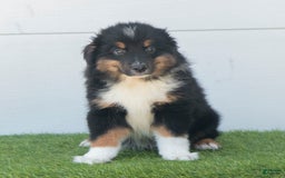 Australian Shepherd dogs for sale: Pepper - Image 12