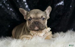 French Bulldog dogs for sale: Almond - Image 2