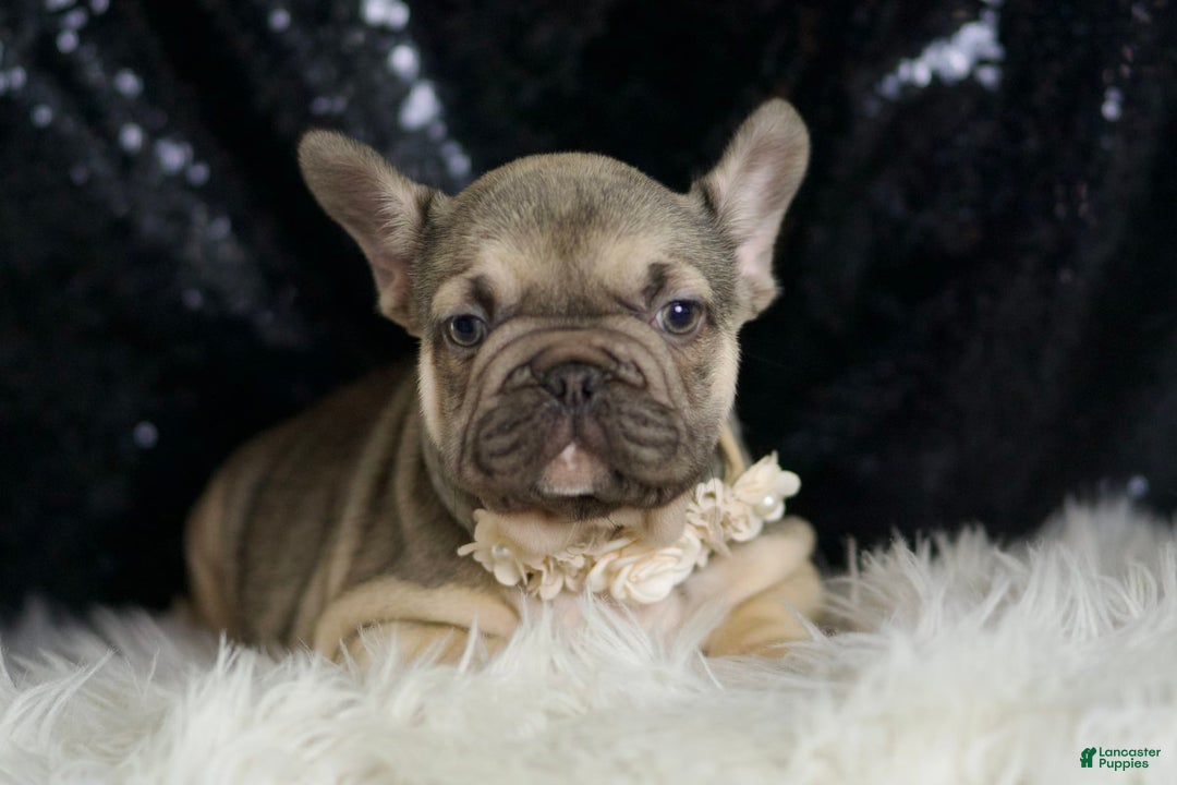 French Bulldog dogs for sale: Almond - Image 2