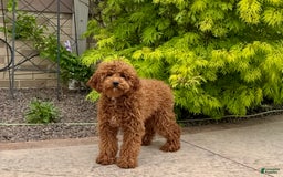 Cavapoo dogs for sale: Justin - Image 4