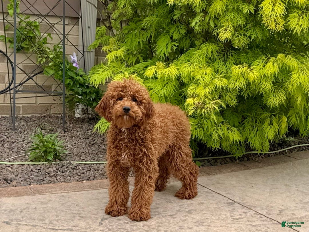 Cavapoo dogs for sale: Justin - Image 4