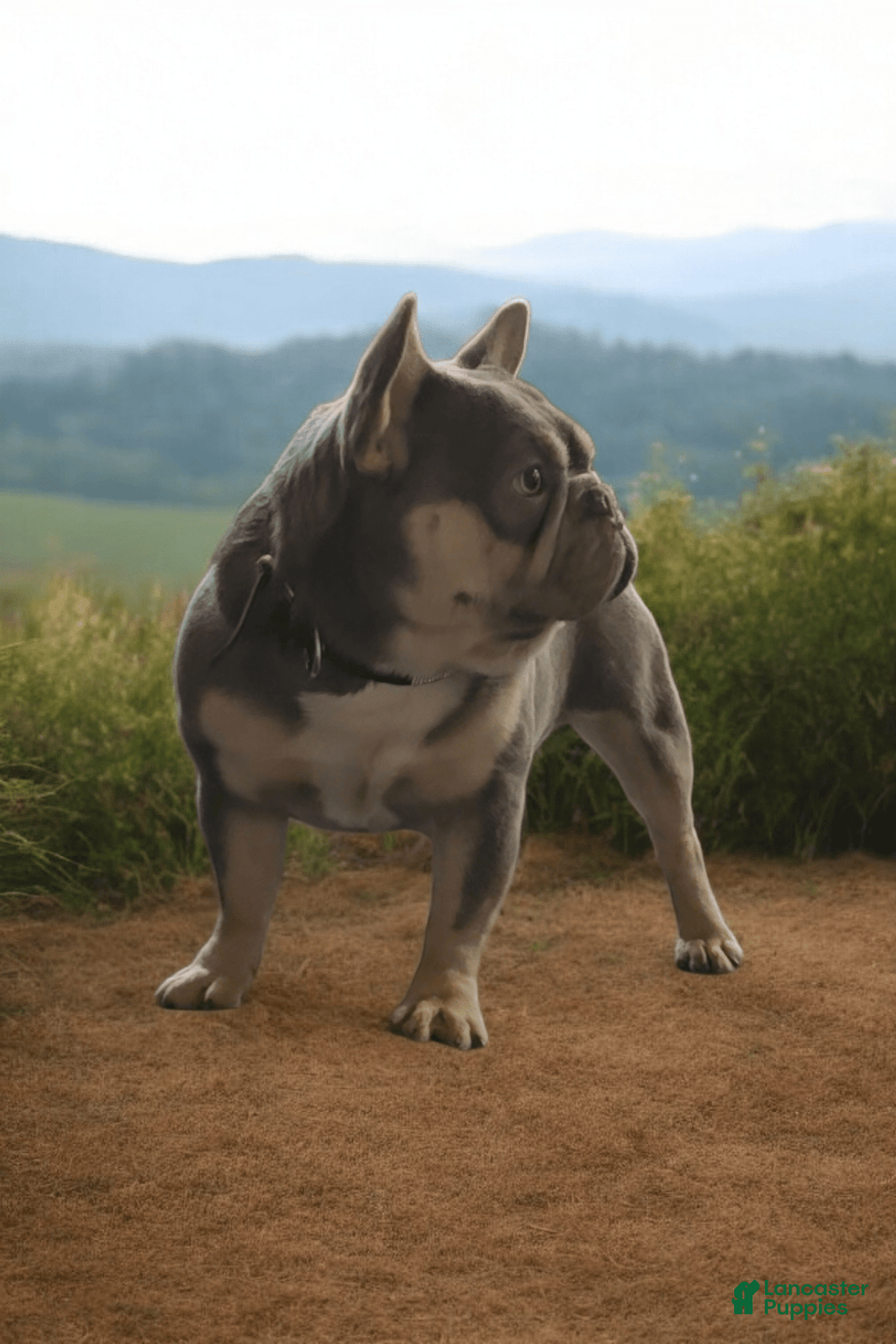 French Bulldog dogs for sale: Rolex - Image 1