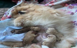 Pomeranian dogs for sale: Carla - Image 6