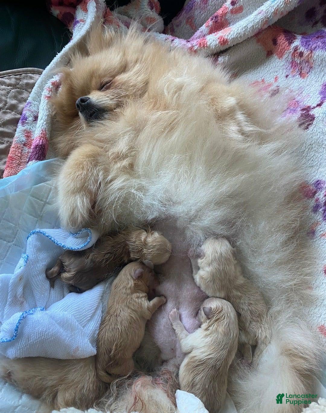 Pomeranian dogs for sale: Carla - Image 6