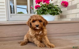 Cockapoo dogs for sale: Samantha - Image 1