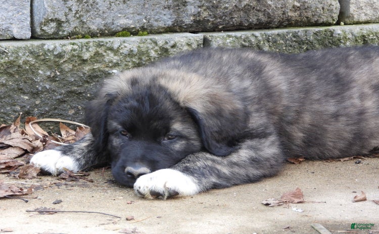 Anatolian Shepherd dogs for sale - Ad 2