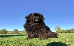 Newfoundland dogs for sale: Dallas - Image 5
