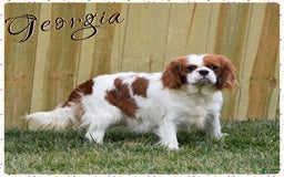 Cavalier King Charles Spaniel dogs for sale: Jude - Image 9