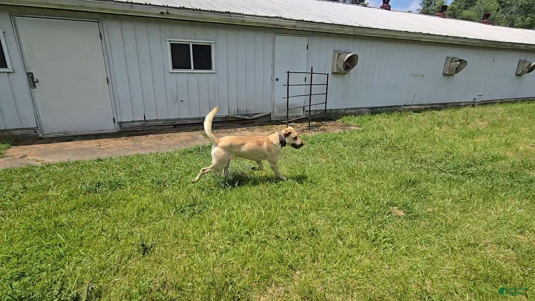 Anatolian Shepherd dogs for sale: Carly - Image 8