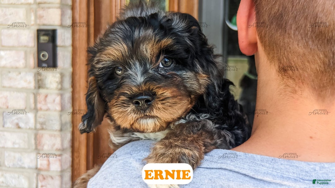 Cavapoo dogs for sale: Ernie - Image 4