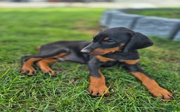 Doberman Pinscher dogs for sale: Dawson - Image 2