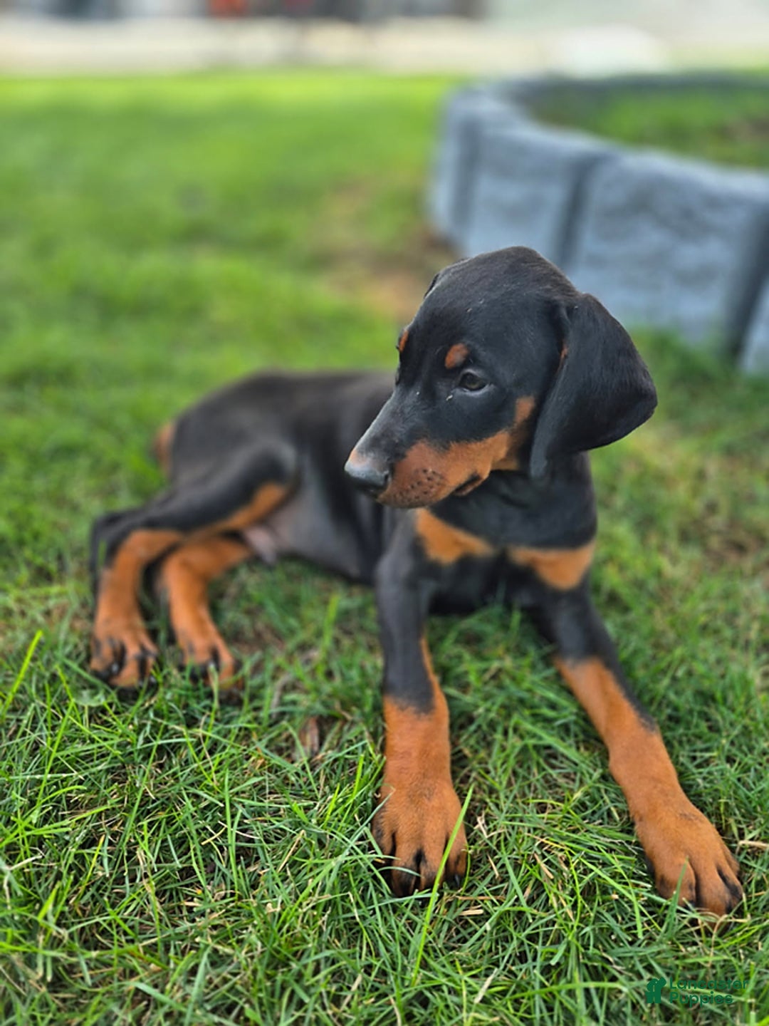 Doberman Pinscher dogs for sale: Dawson - Image 2