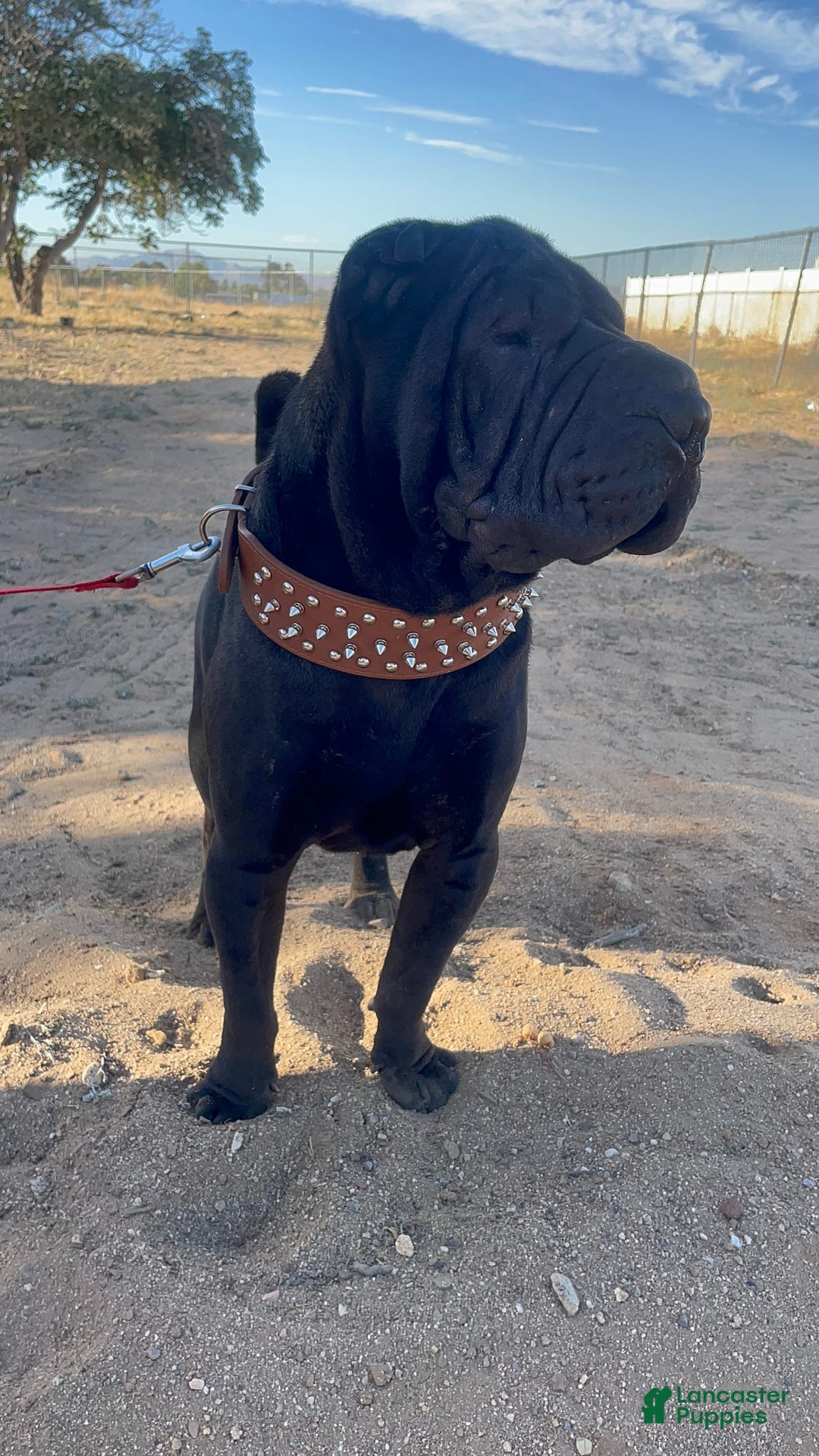 Shar Pei dogs for sale: Armani Squishy-face - Image 25