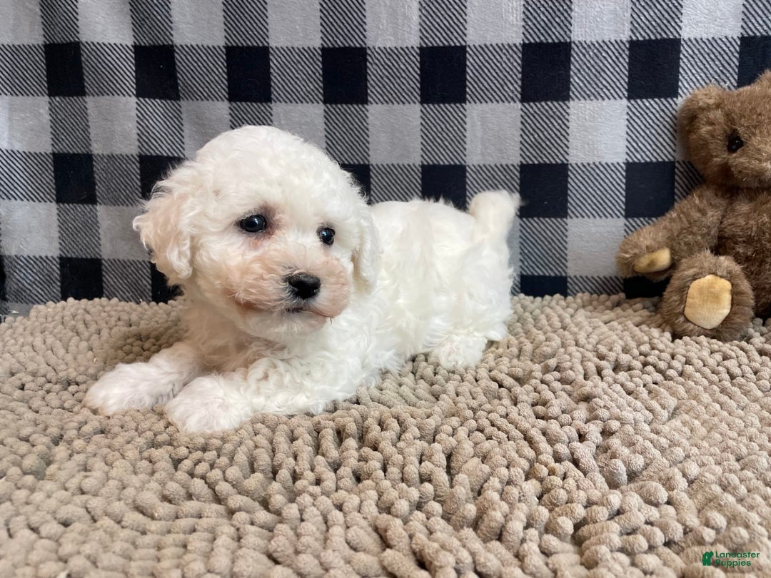 Bichon Frise dogs for sale: Blossom - Image 6