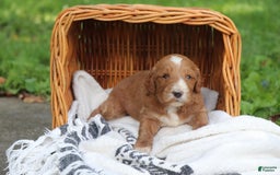 Irish Doodle dogs for sale: Finch - Image 2