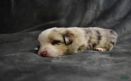Miniature Australian Shepherd dogs for sale: Frost - Image 3