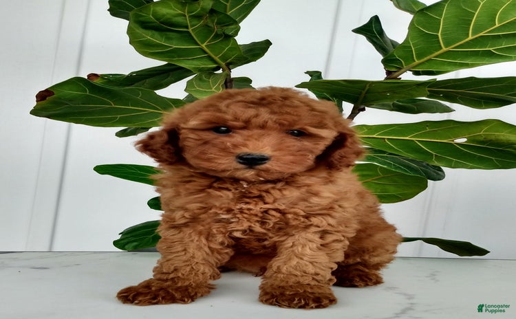Miniature Poodle dogs for sale - Ad 1