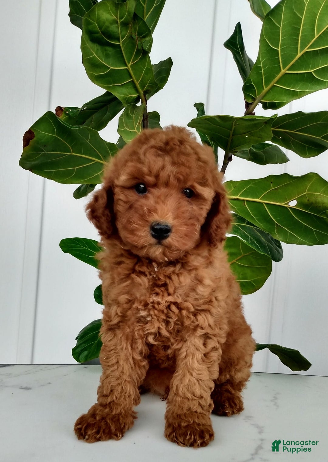Miniature Poodle dogs for sale: Rily - Image 1