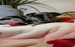 Labrador Retriever dogs for sale: Gal - Image 8
