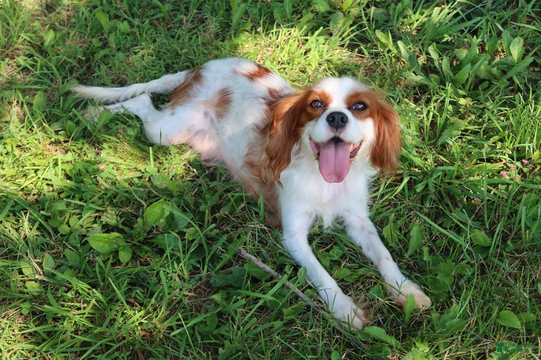 Cavalier King Charles Spaniel dogs for sale: Sage - Image 16