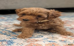 Cockapoo dogs for sale: Bailey - Image 10