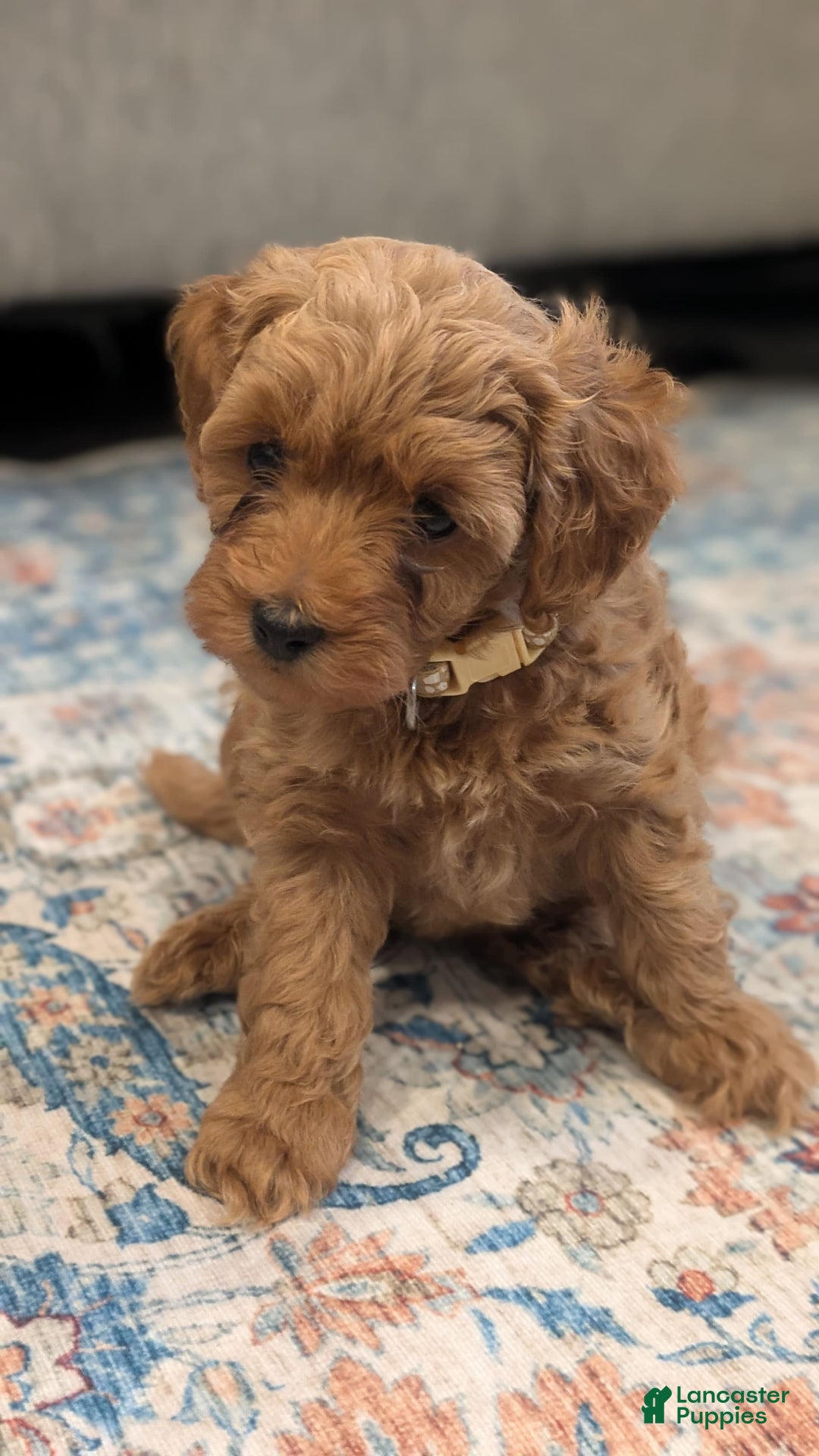Cockapoo dogs for sale: Bailey - Image 10
