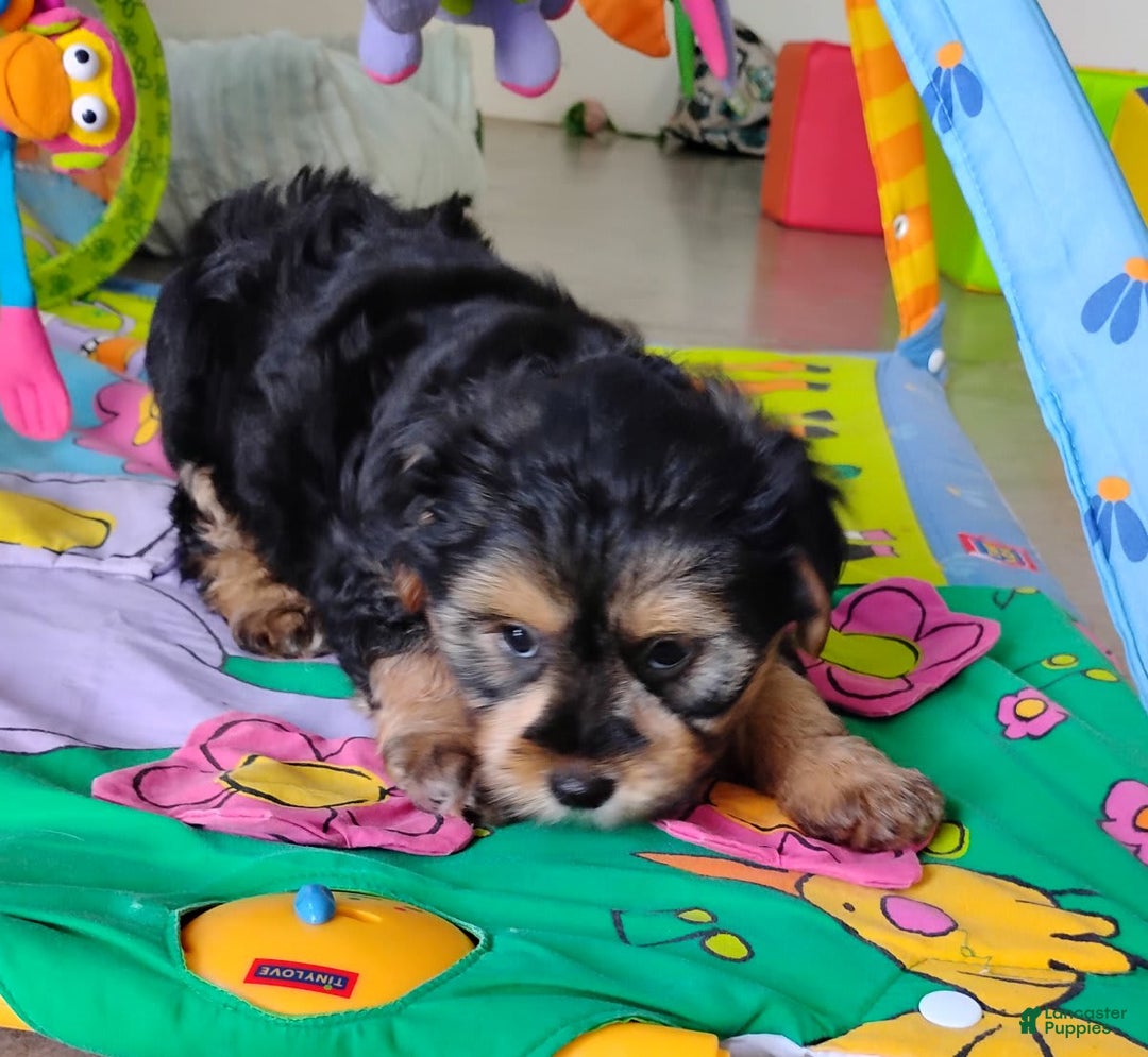 Shorkie dogs for sale: Grady - Image 7