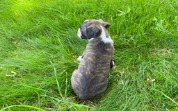 Boxer dogs for sale: River - Image 11