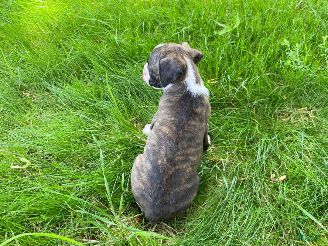 Boxer dogs for sale: River - Image 11