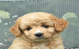 Mini Goldendoodle dogs for sale: Lily - Image 2