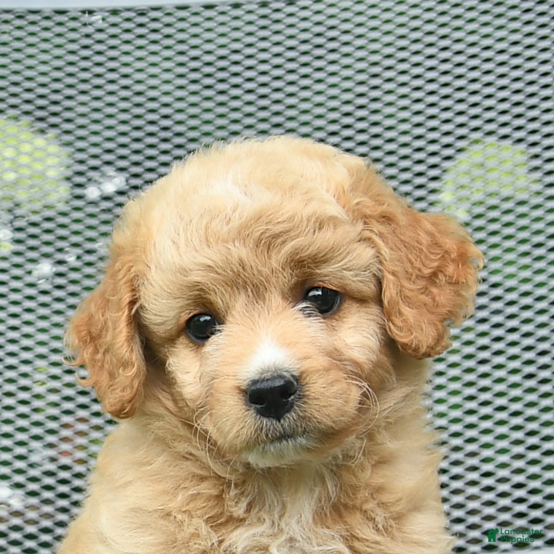 Mini Goldendoodle dogs for sale: Lily - Image 2