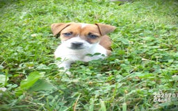 Jack Russell Terrier dogs for sale: Jamie - Image 1