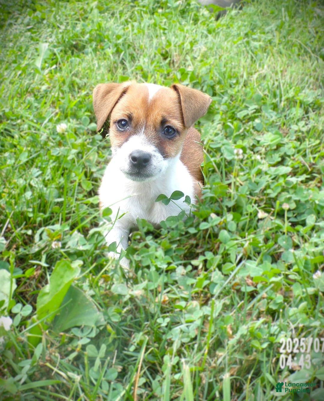 Jack Russell Terrier dogs for sale: Jamie - Image 1