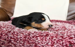 Greater Swiss Mountain Dog dogs for sale: Forest - Image 11