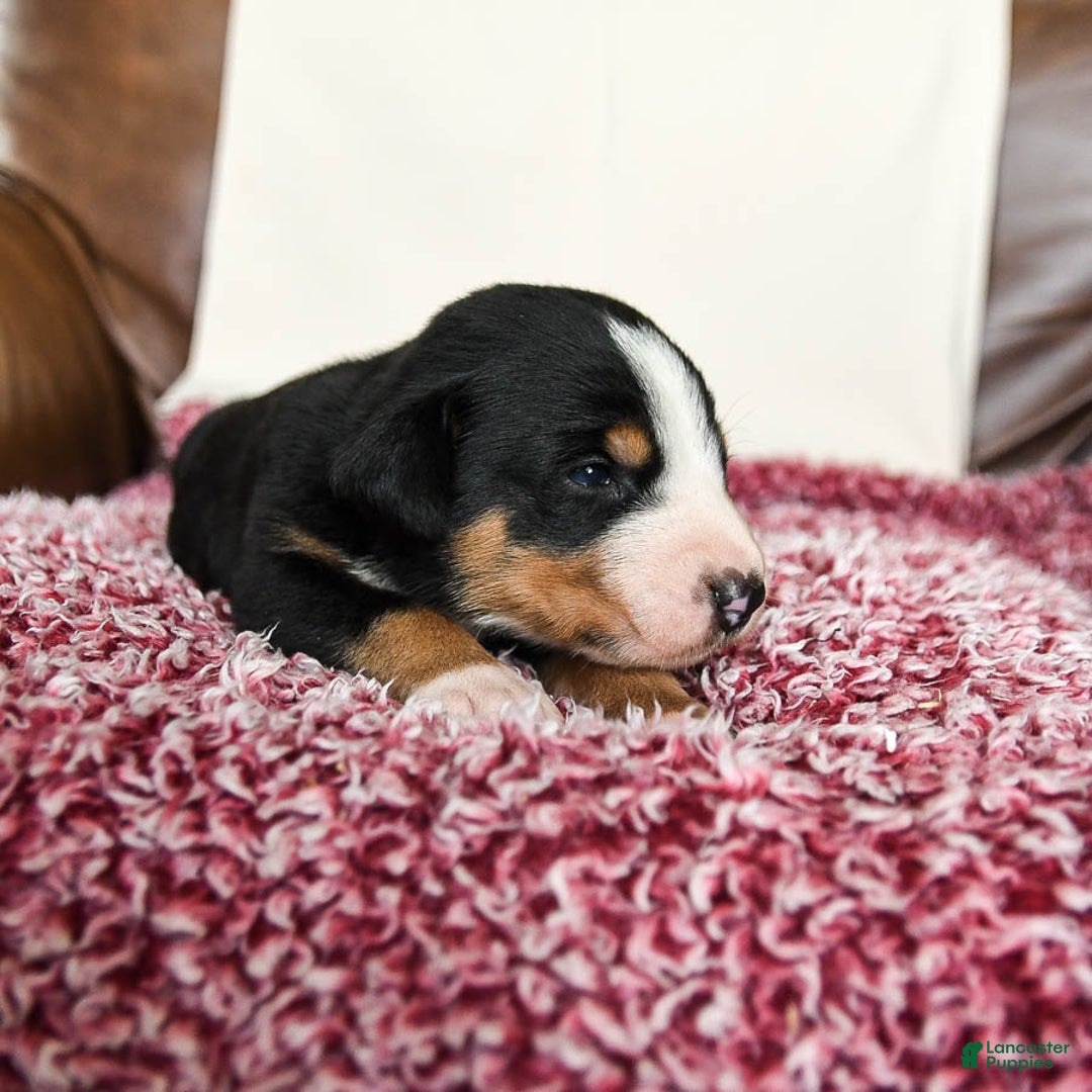 Greater Swiss Mountain Dog dogs for sale: Forest - Image 11