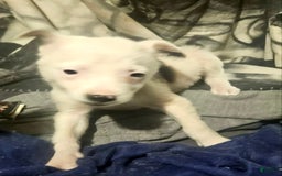 Border Collie dogs for sale: Dreami - Image 19