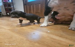 American Bully dogs for sale: Princess - Image 1