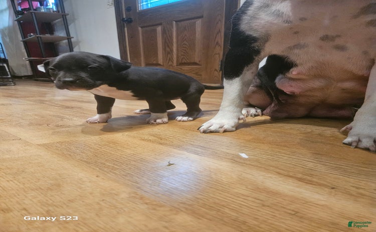 American Bully dogs for sale - Ad 5