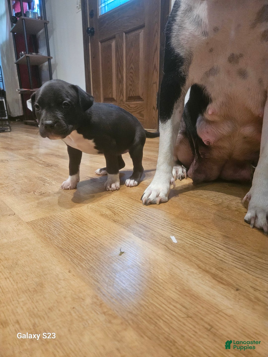 American Bully dogs for sale: Princess - Image 1
