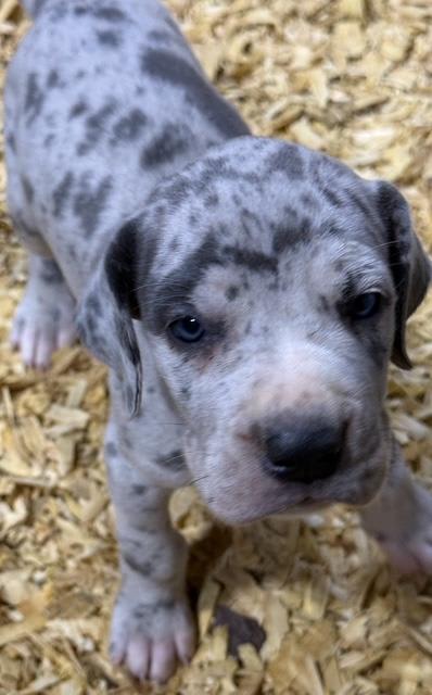 Great Dane dogs for sale: Lucy - Blue Merle - Image 7